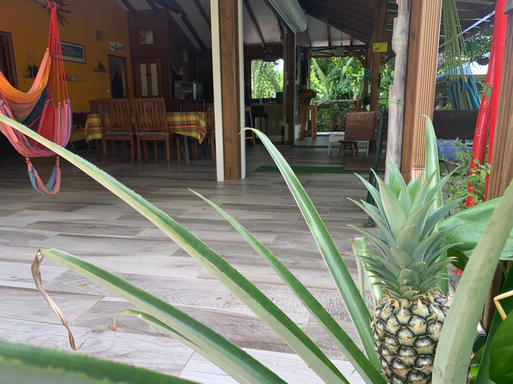 Les Ilets Caraibes Vue Mer Bouillante Exterior photo